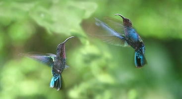 Duo de colibri